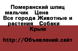 Померанский шпиц мальчик › Цена ­ 30 000 - Все города Животные и растения » Собаки   . Крым